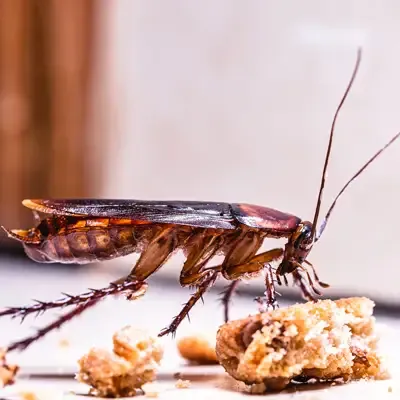 cockroach eating food