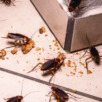 cockroaches