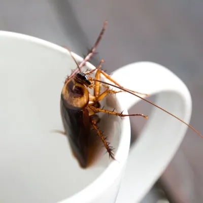 Cockroach Exterminator 