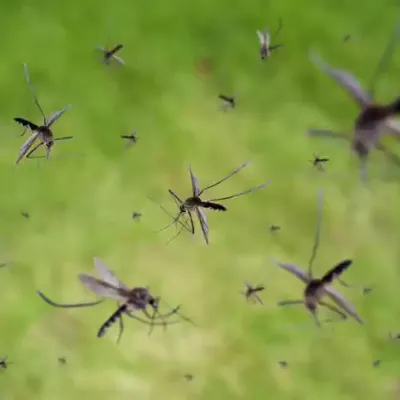 mosquitos_flying