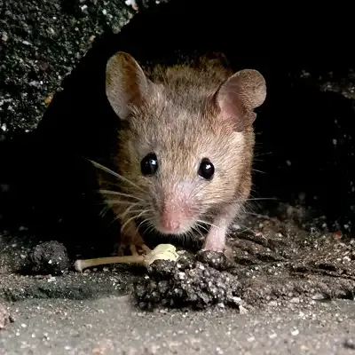 mouse hiding in house