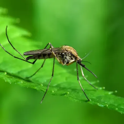 mosquito on leaf