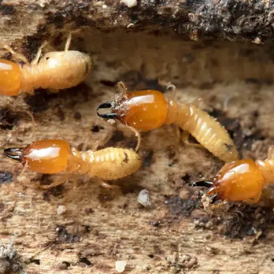 termites on wood