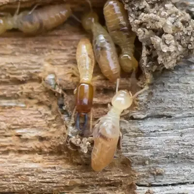 termites on wood