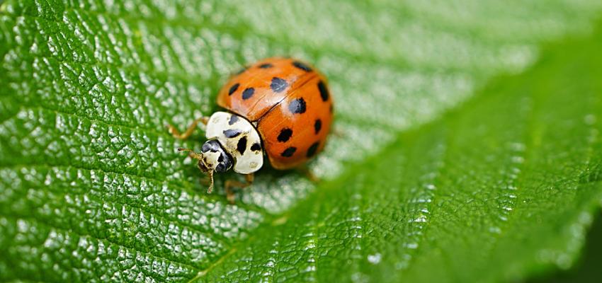 Asian Lady Beetle