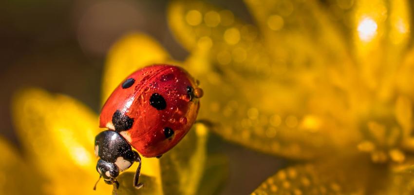 Ladybug on Yellow Flower