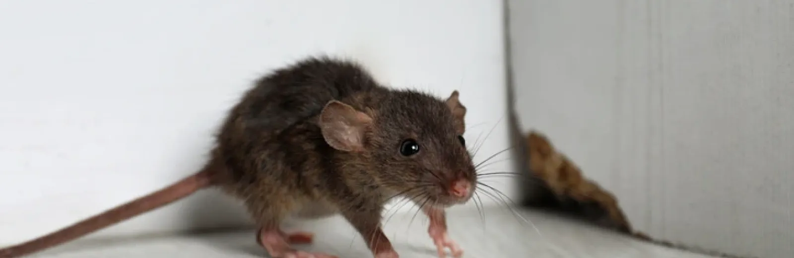Rodent Control