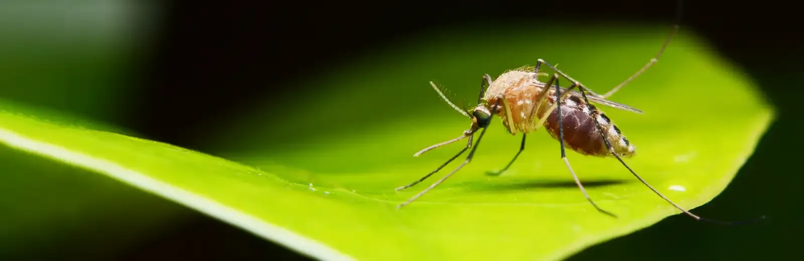 mosquito on a leaf