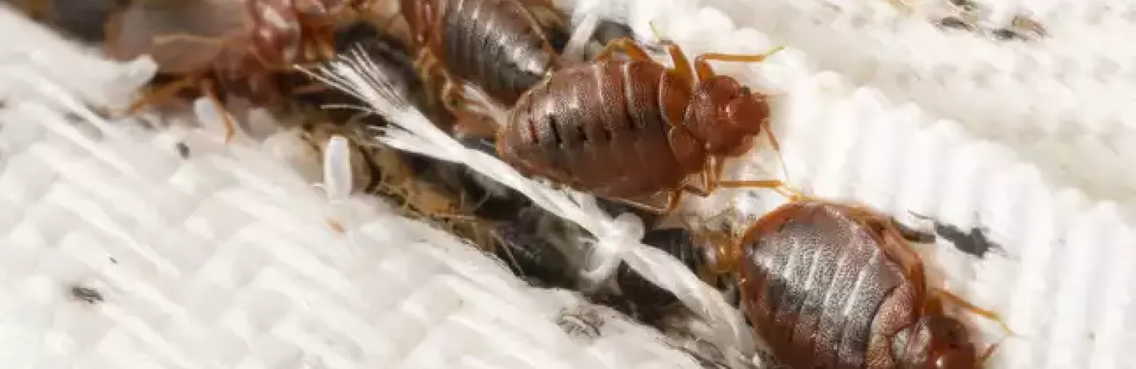 Bed Bug