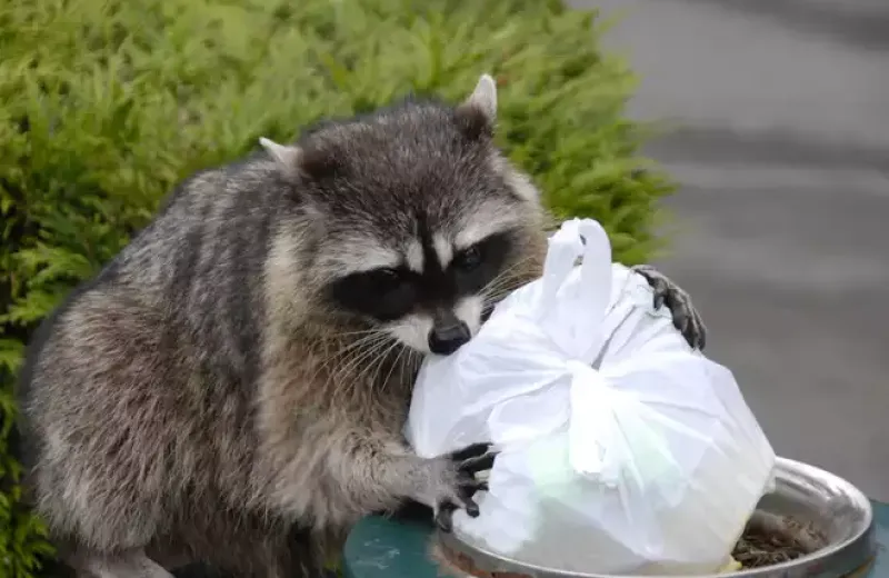 a raccoon eating garbage