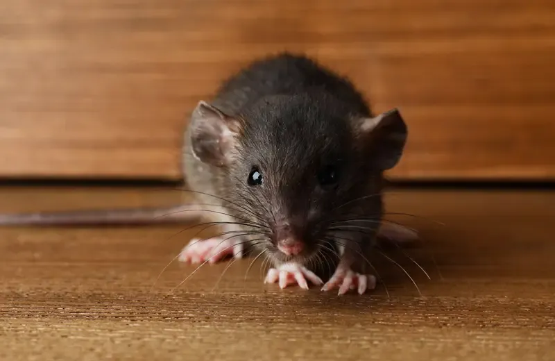 Mouse in a house