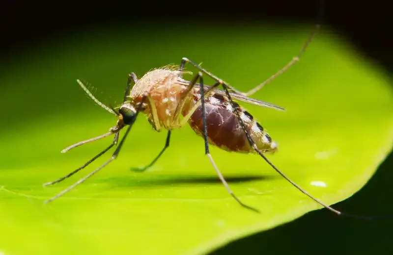 mosquito on a leaf