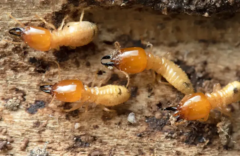 termites on wood