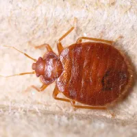 a bed bug close up