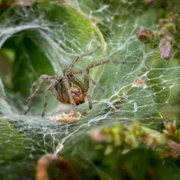 a grass spider