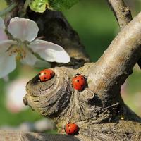 Ladybugs on a Blossoming Cherry Tree