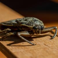 a close up of a water bug