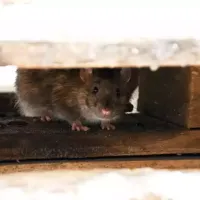 a mouse hiding