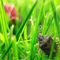 a stink bug in grass