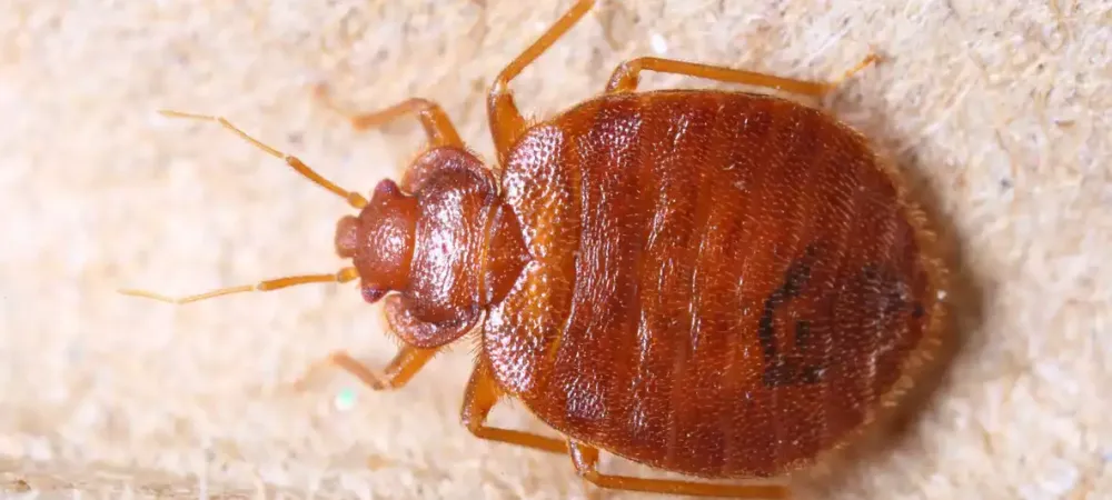 a bed bug close up