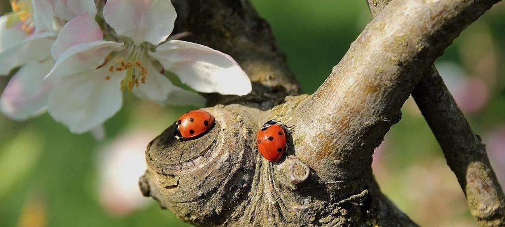 Ladybugs on a Blossoming Cherry Tree