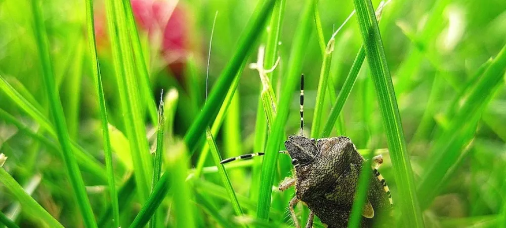 a stink bug in grass