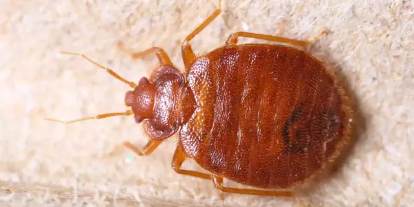 a bed bug close up