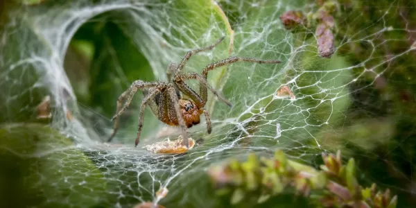 a grass spider