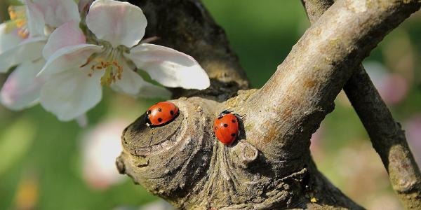 Ladybugs on a Blossoming Cherry Tree