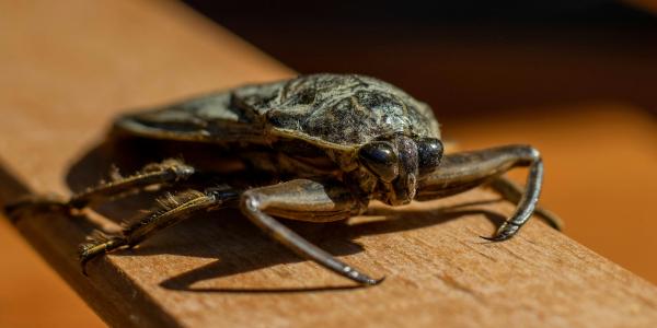 a close up of a water bug