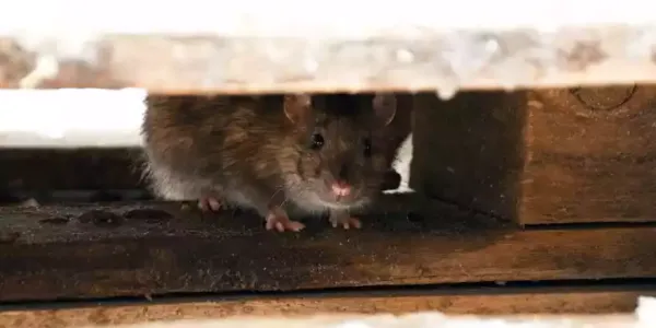 a mouse hiding